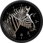 Zebra falióra